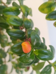 Nematanthus