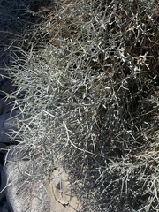 Psorothamnus spinosus