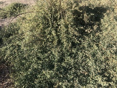 Atriplex semibaccata