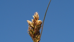 Carex subfusca