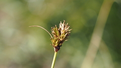 Carex subfusca