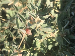 Atriplex semibaccata