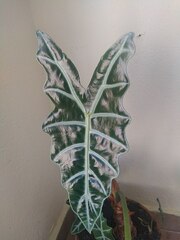 Alocasia amazonica