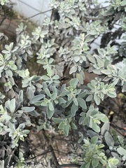 Atriplex leucophylla