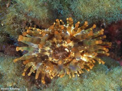 Telmatactis cricoides