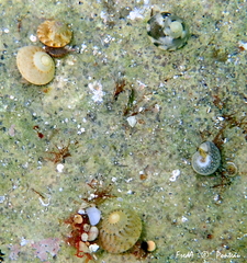 Gibbula guttadauri