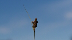 Carex subfusca