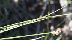 Carex subfusca