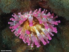 Telmatactis cricoides