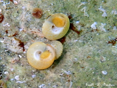 Gibbula guttadauri