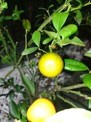 Citrus