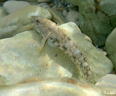Gobius cobitis