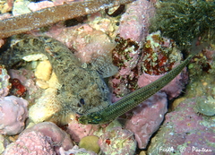 Gobius paganellus