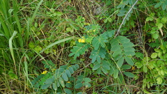 Senna sulfurea