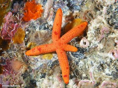 Ophidiaster ophidianus