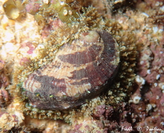 Haliotis tuberculata