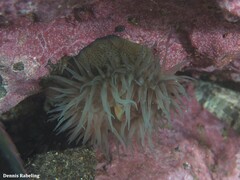 Actinia nigropunctata