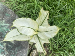 Xanthosoma robustum