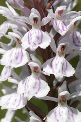 Dactylorhiza maculata
