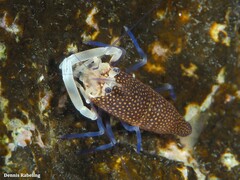 Gnathophyllum elegans