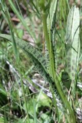 Dactylorhiza maculata