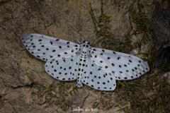 Antipercnia belluaria