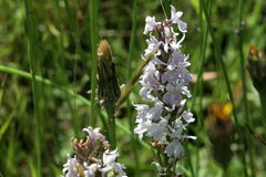 Dactylorhiza maculata