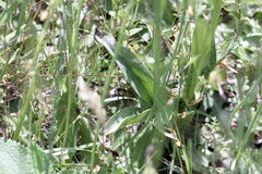 Dactylorhiza maculata