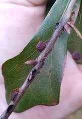 Kokkocynips difficilis