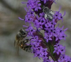 Colletes longifacies