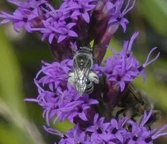 Colletes longifacies