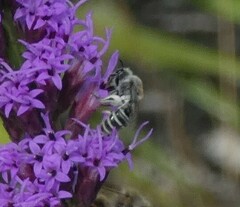 Colletes longifacies