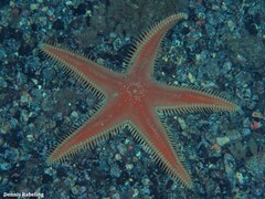 Astropecten aranciacus