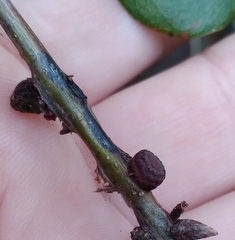 Kokkocynips difficilis