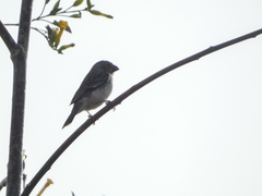 Sporophila