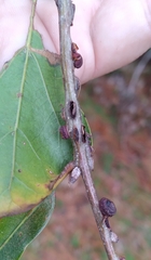 Kokkocynips difficilis