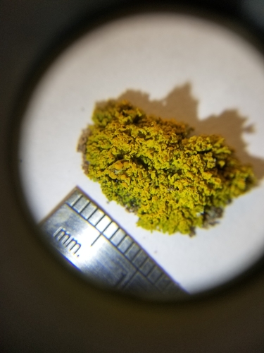 Shrubby Sunburst Lichen