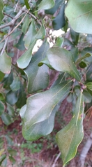 Kokkocynips difficilis