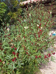 Hibiscus sabdariffa