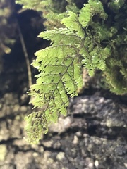 Hymenophyllum dentatum