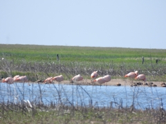 Phoenicopterus chilensis