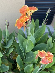 Canna × generalis