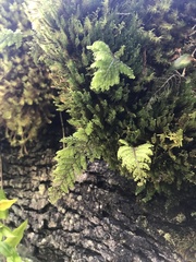 Hymenophyllum dentatum