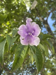 Brunfelsia