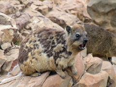 Procavia capensis capensis