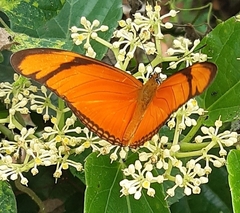 Dryas iulia