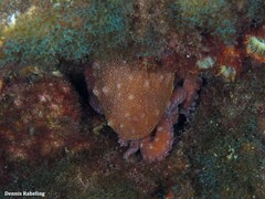 Callistoctopus macropus