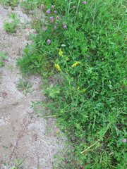 Melilotus suaveolens