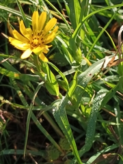 Tragopogon orientalis