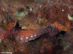 Callistoctopus macropus